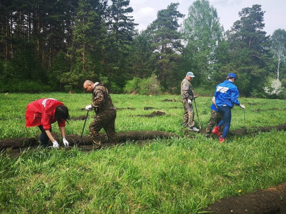 Кузбассовцы в юбилейном году высадили свыше 560 000 деревьев