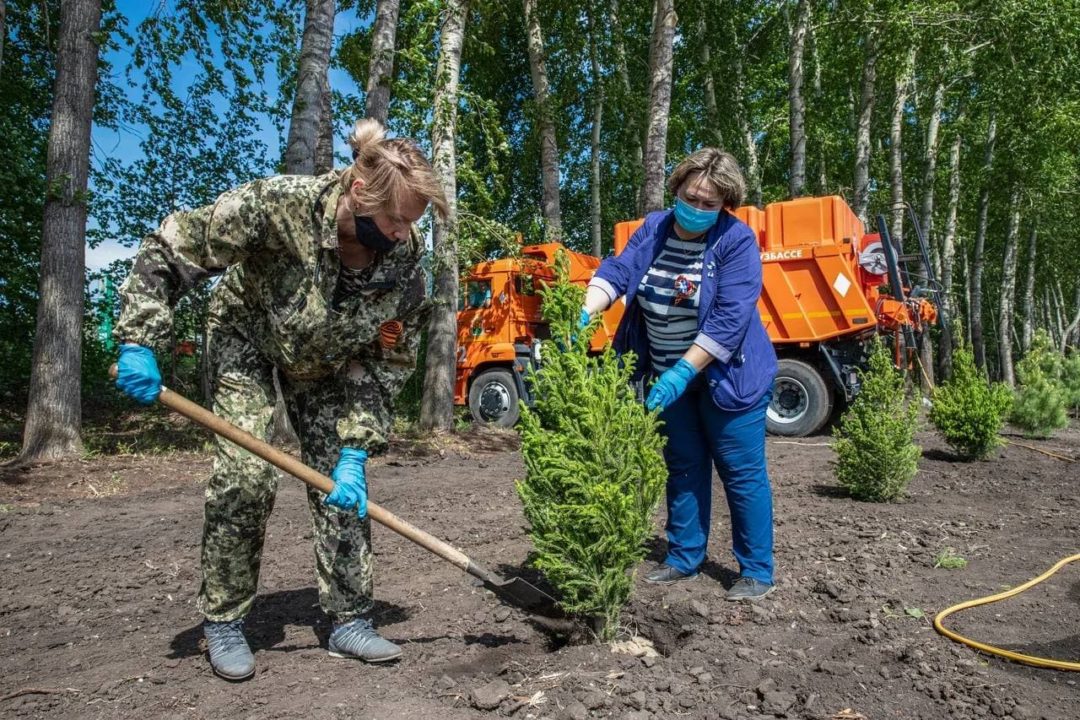 Кузбассовцы в юбилейном году высадили свыше 560 000 деревьев