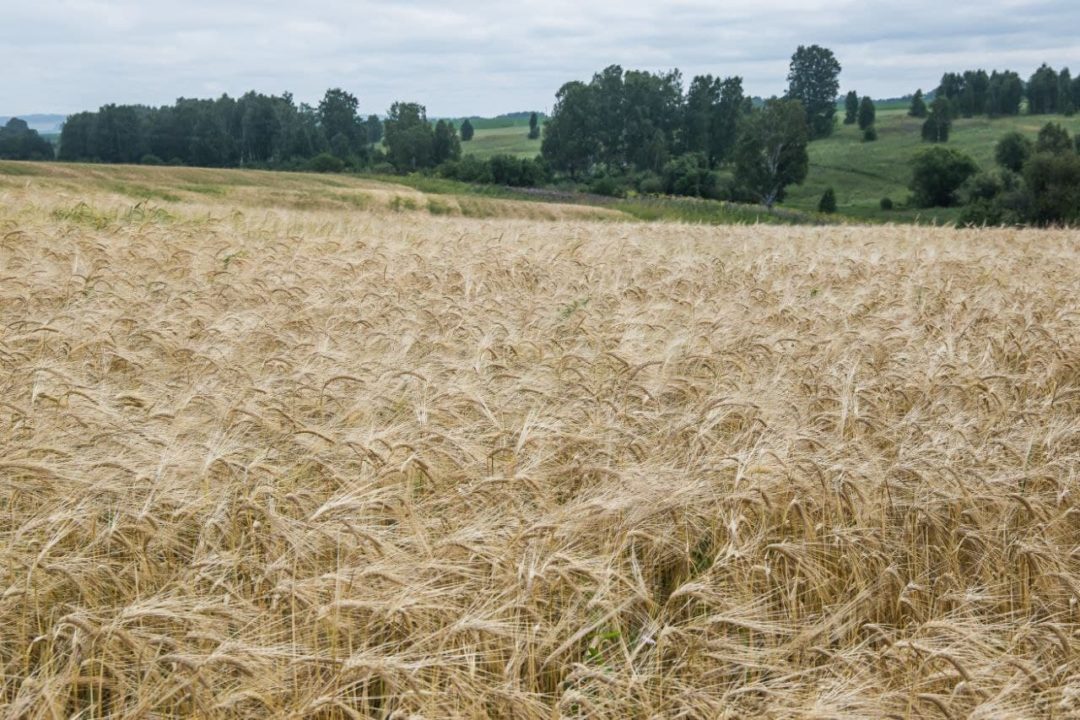 Уборочная кампания зерновых культур стартовала в Кузбассе