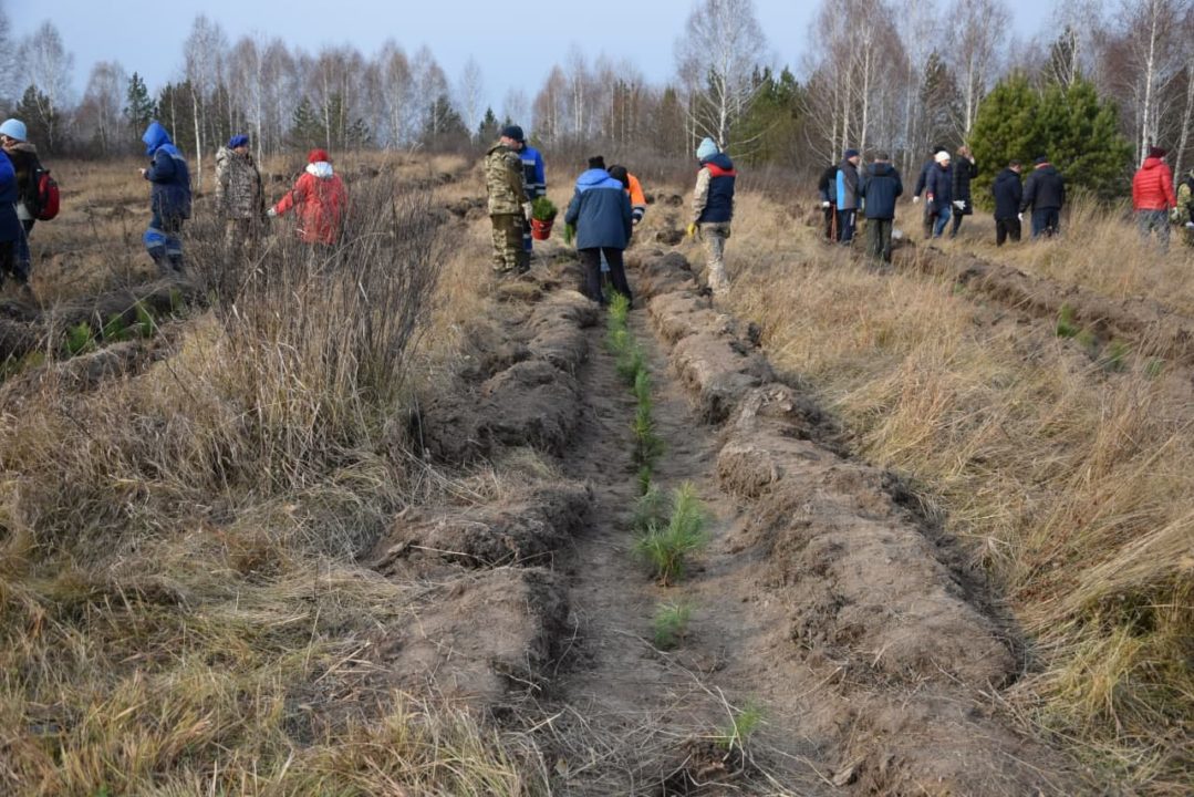 В Кузбассе заложен новый хвойный бор