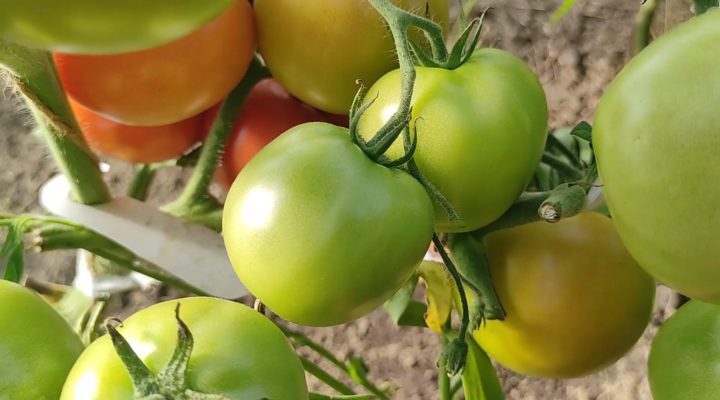 Вершки и корешки: Обзор томатов в закрытом грунте