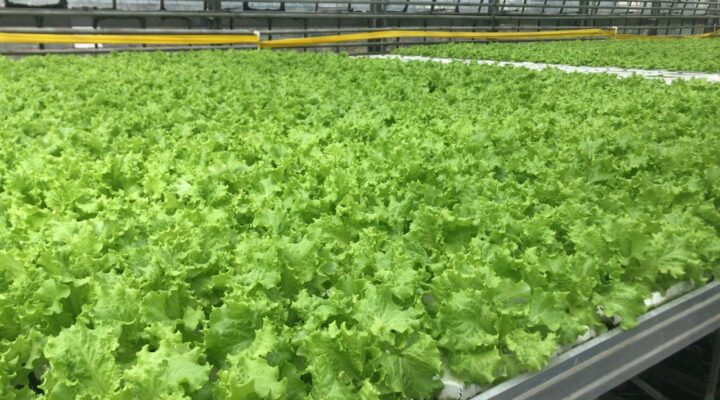 Производство тепличной зелени в Кузбассе выросло почти на четверть благодаря бережливым технологиям Производство тепличной зелени в Кузбассе выросло почти на четверть благодаря бережливым технологиям