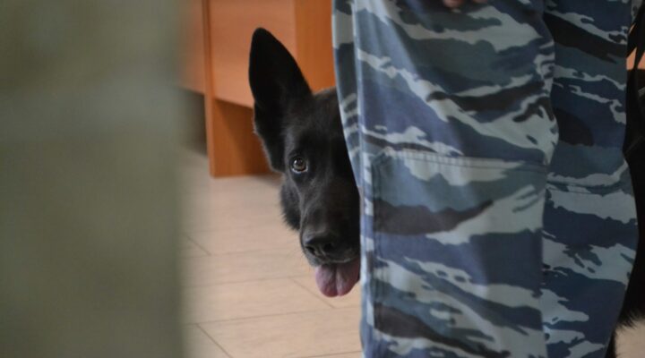 Выборы без риска: как в Кемерове будут обеспечивать безопасность в дни голосования