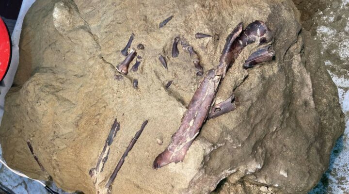 На территории Кузбасса впервые в России найдены окаменелости хищного динозавра мелового периода