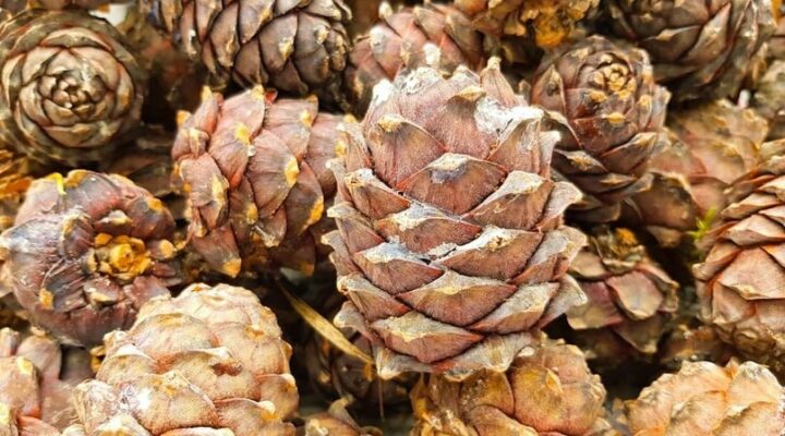 В Кузбассе начался сбор кедрового ореха урожая 2023 года