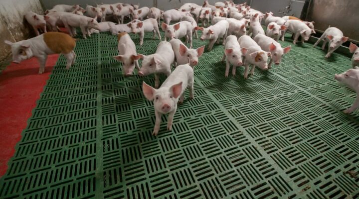 Нацпроект помог кузбасским животноводам увеличить выпуск мясной продукции