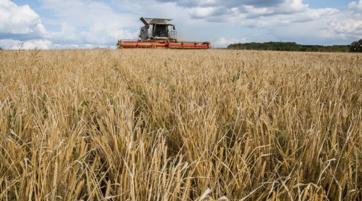 Уборочная кампания в Кузбассе вышла на финишную прямую