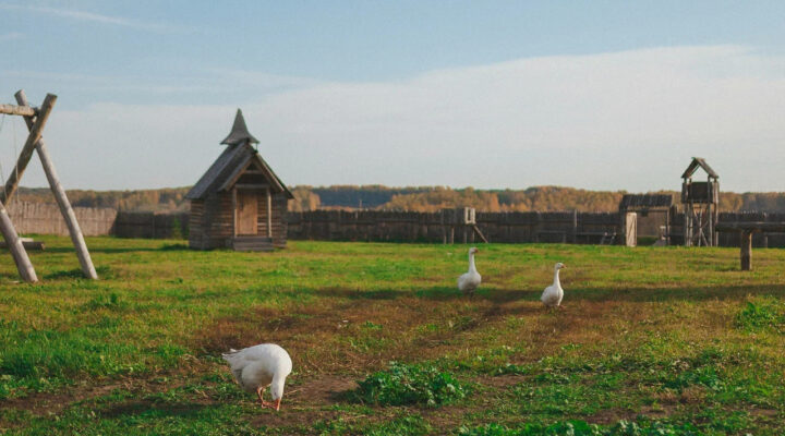 В Кузбассе все популярнее становится новый вид отдыха – агротуризм