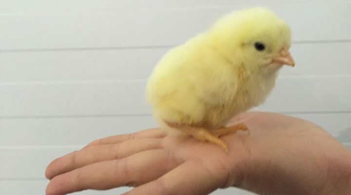 Кузбасское предприятие вошло в число лучших в стране в Кубке по рационализации и производительности