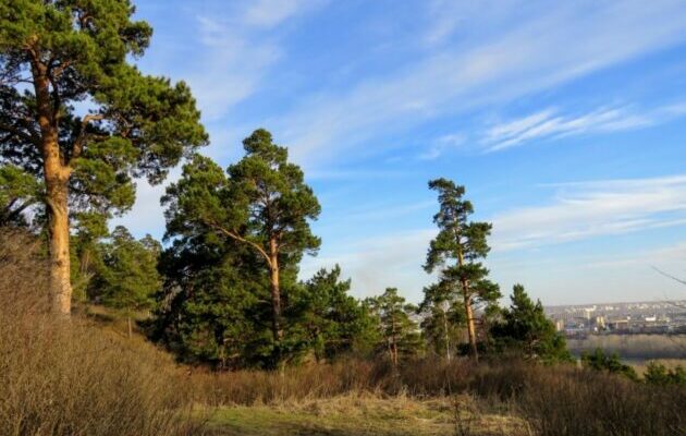 Вопросы экологического добровольчества обсудят в Кузбассе