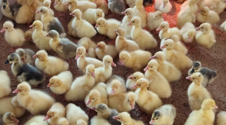 В 2025 году аграрии Кузбасса получили возмещение более 28 миллионов рублей за страхование