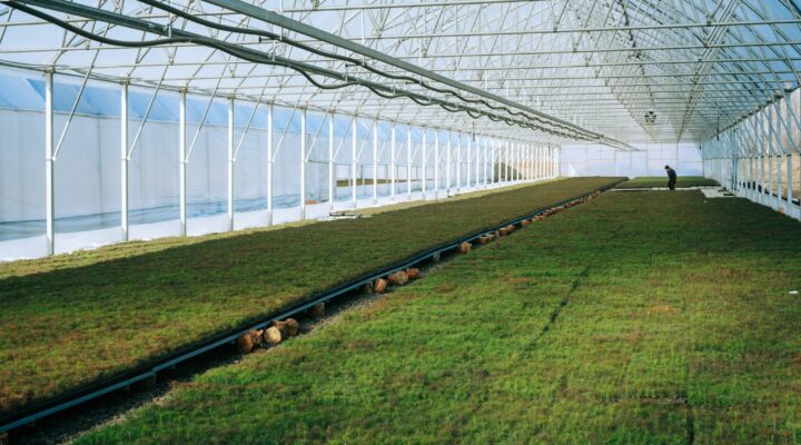 В Крапивинском округе создали питомник для выращивания саженцев с закрытой корневой системой