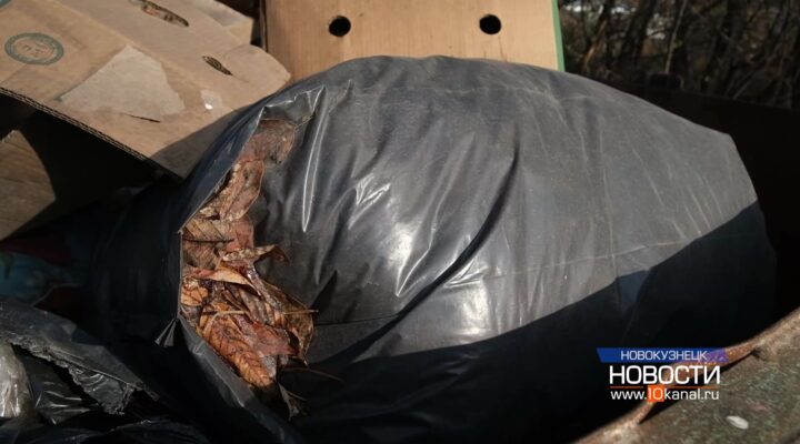 Кошмар в мусорном баке