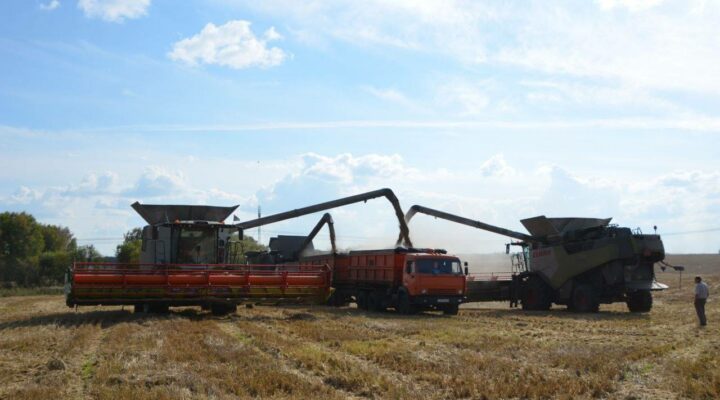 Шесть муниципалитетов Кузбасса завершили уборочную кампанию